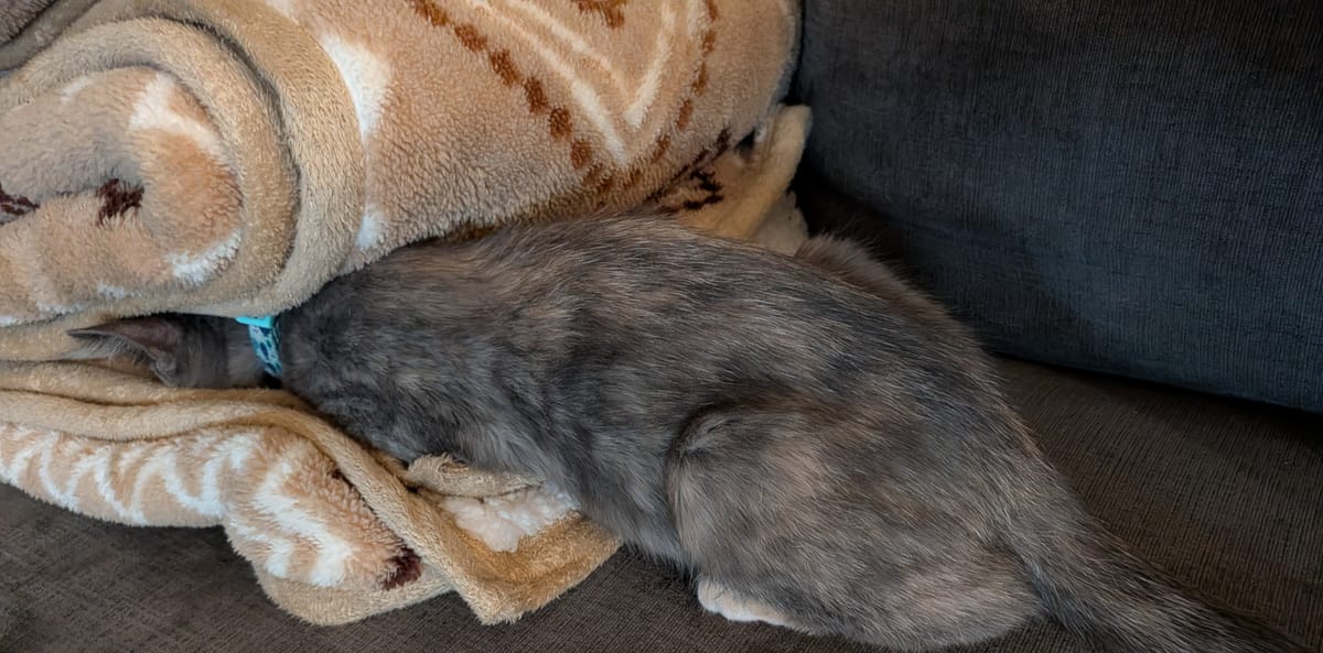 The Purr-fect Nursery: Why This Ragdoll Mom Loves Your Laundry