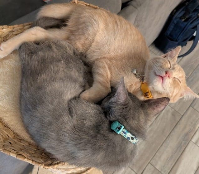 Two Cats Home After Scary Road Trip Crash
