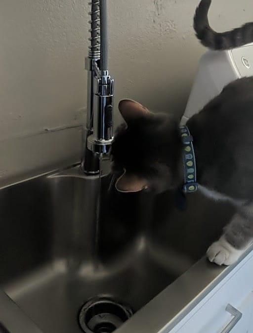 The Drain Cat Who Finally Found His Way Home